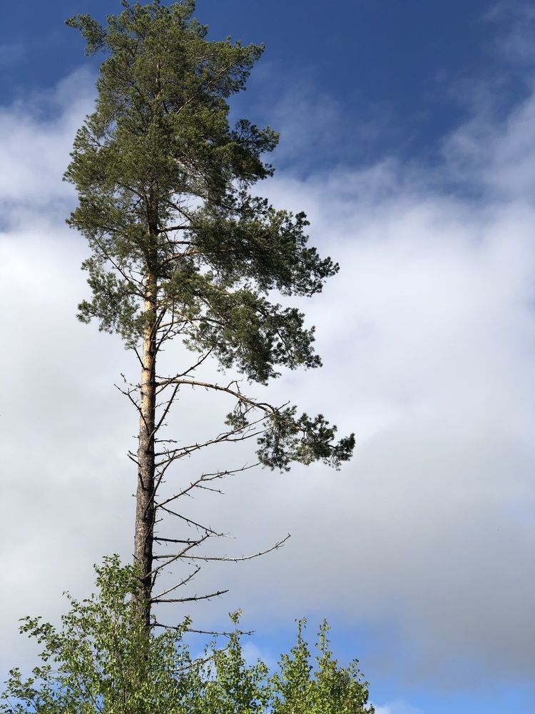 Высоко стою- высоко гляжу.