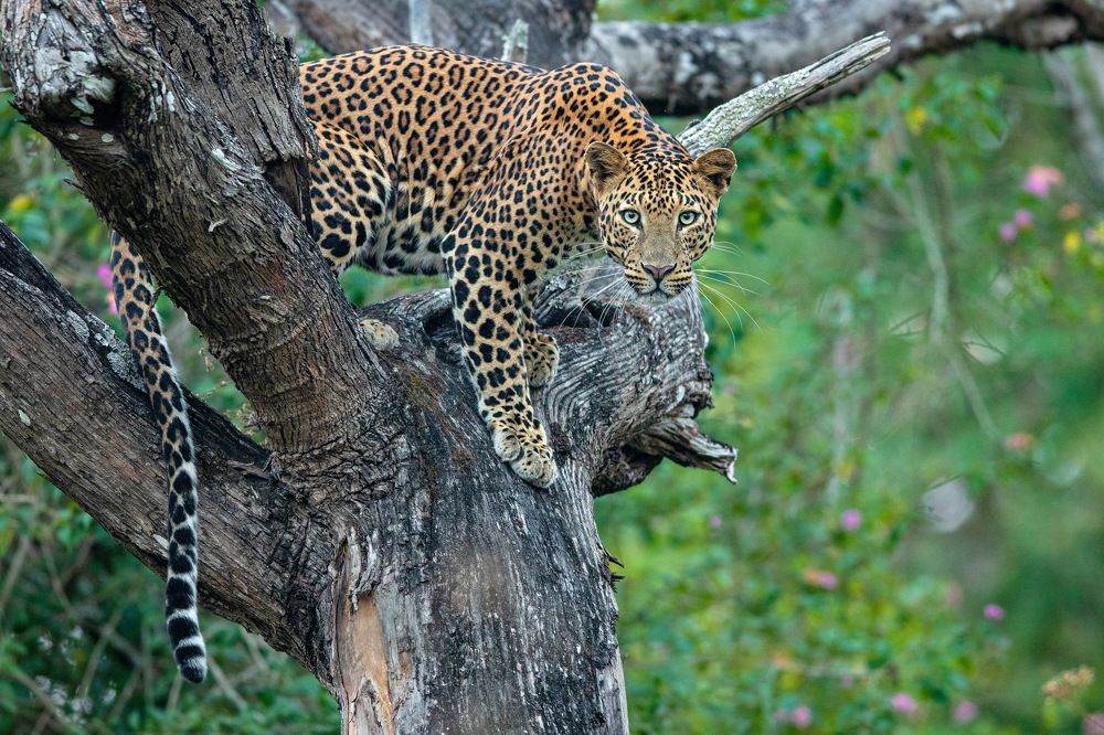 Photograph by Kalyan Chakraborty