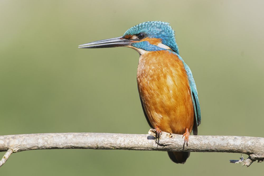 even if I'm farcical, I want to take a nice picture