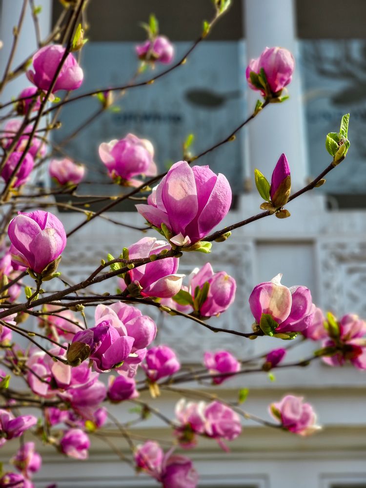 Photograph by Andreea Oancă