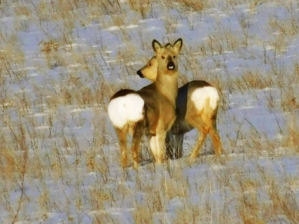 Photograph by Чкареули Светлана