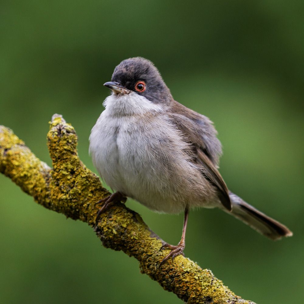 Photograph by Houmam Khelili