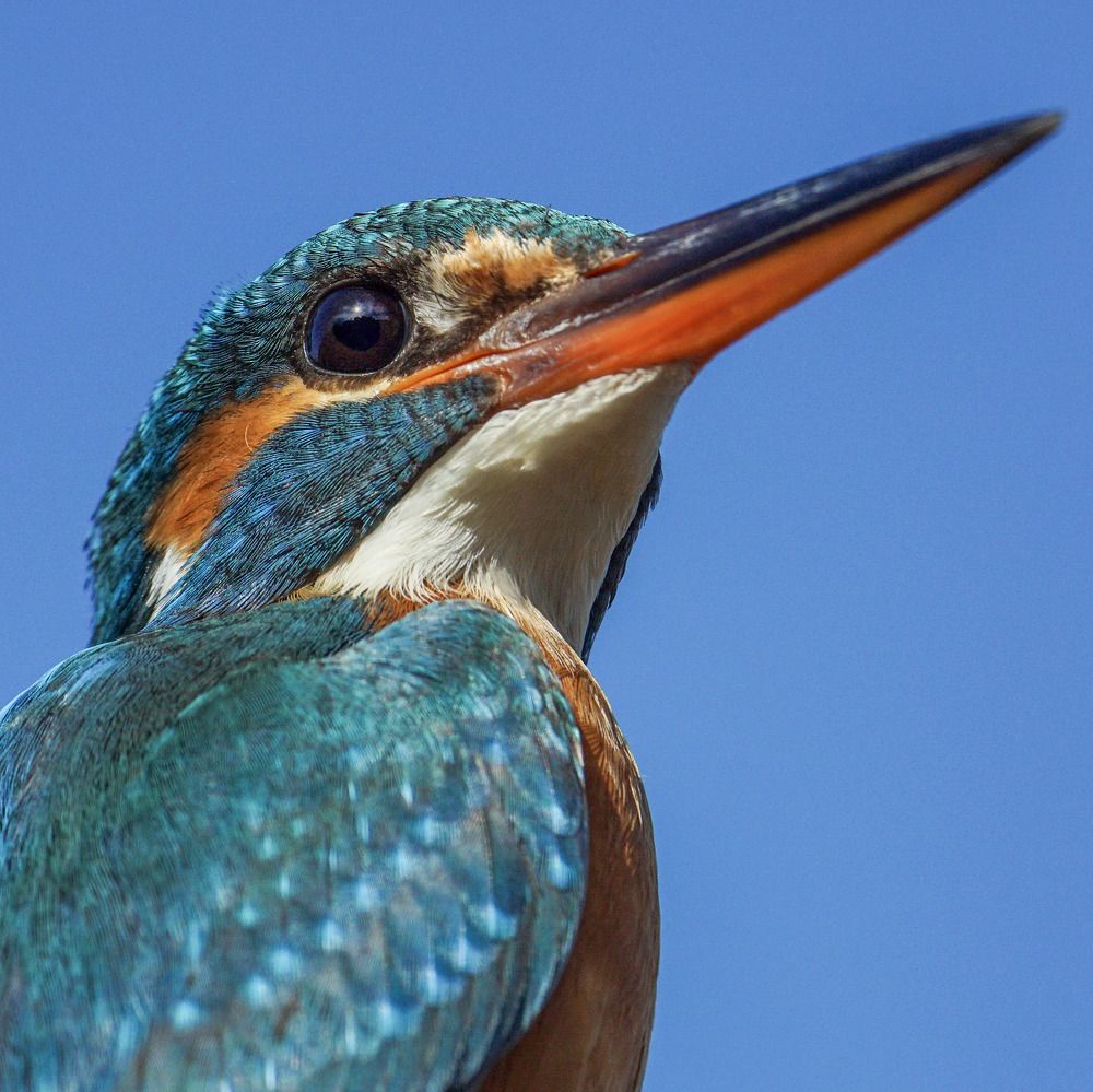 Female Common Kingfisher Portrait