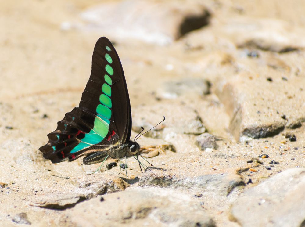 Photograph by Vivek Gogoi