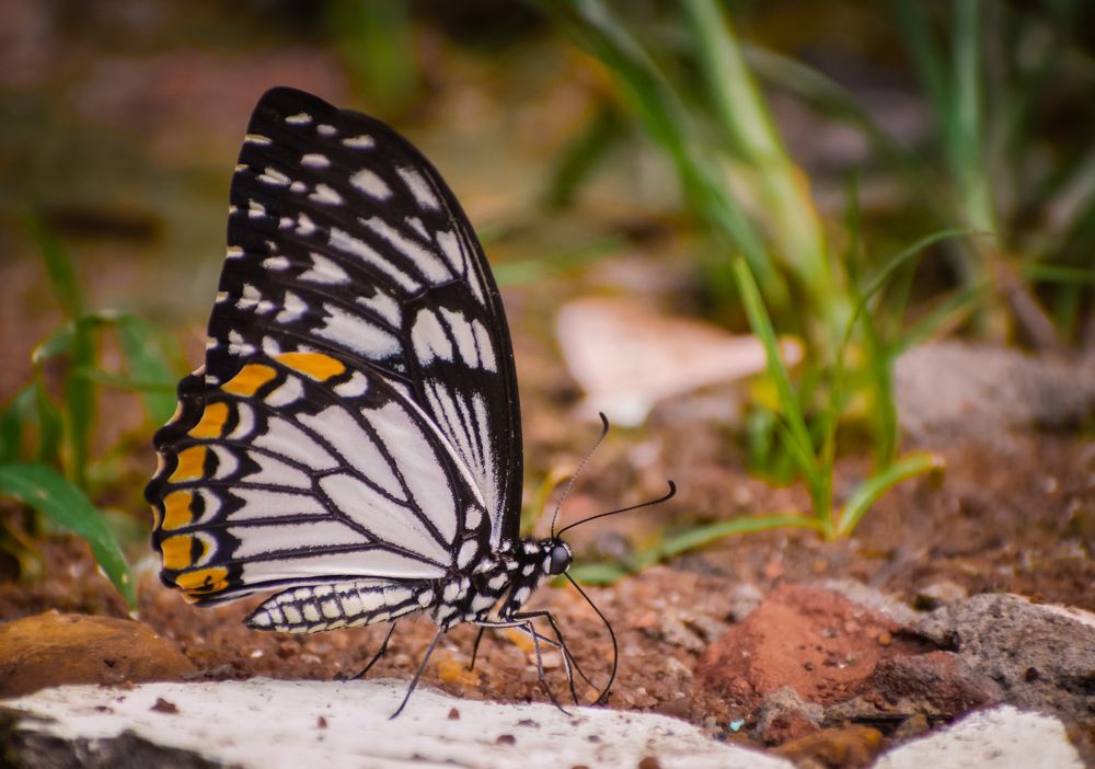 Photograph by Vivek Gogoi