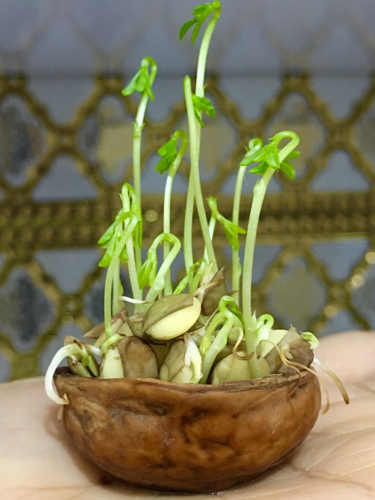 Photograph by Malika Khaliqi