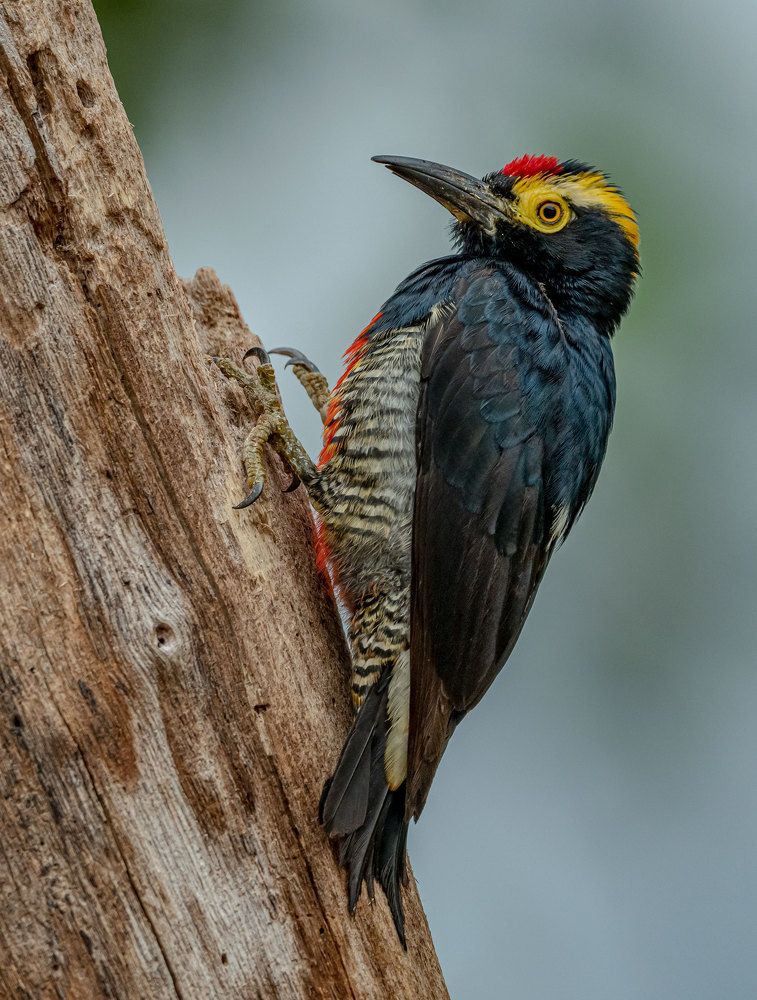 Фотография автора andrey gagarin