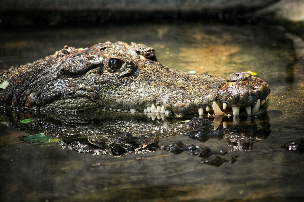 Photograph by AmosArul