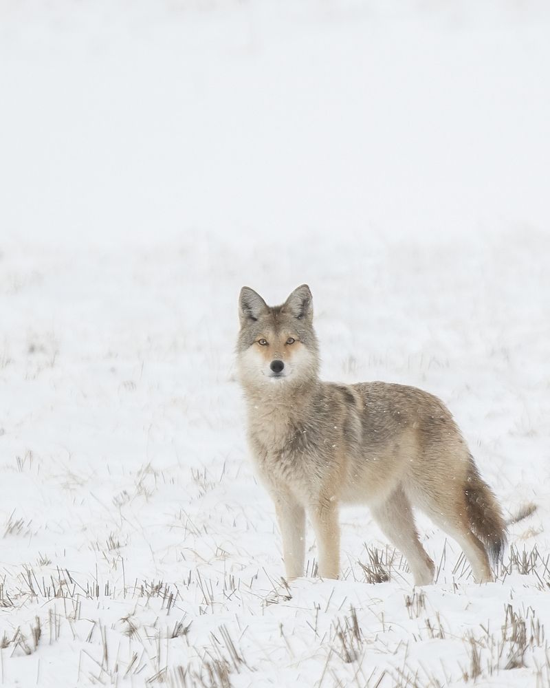 Photograph by James David Raj