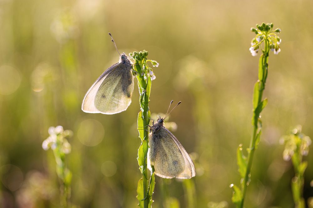 Photograph by Станка Петрова
