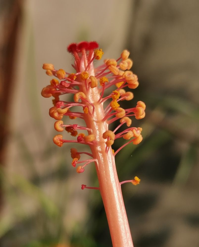 Photograph by Anil Yadav