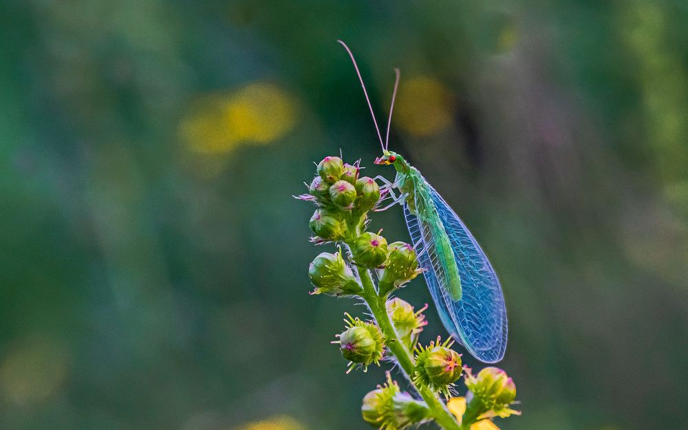 Златоглазка.