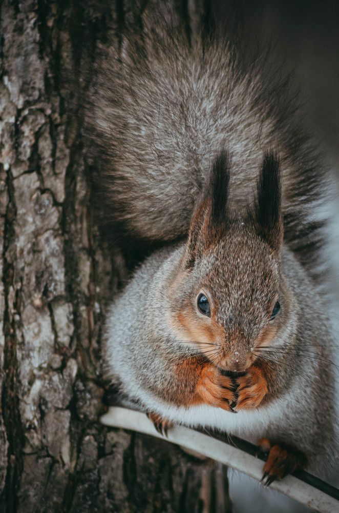 Photograph by Елена Гребнева