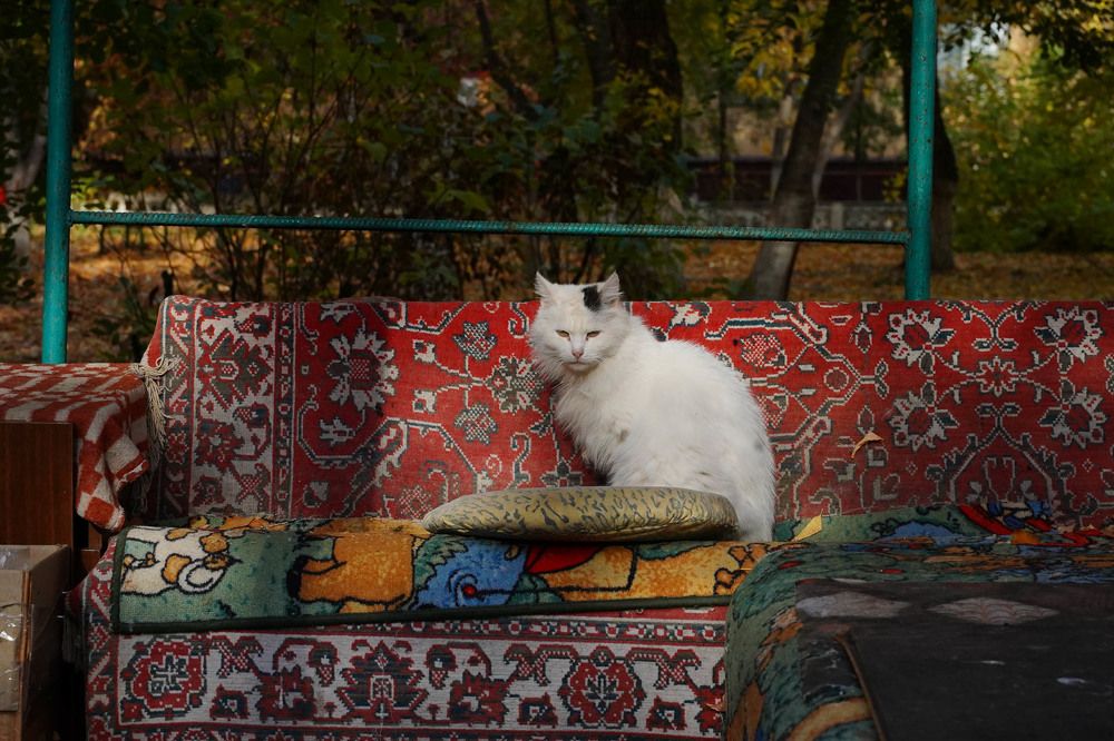 Хозяин двора