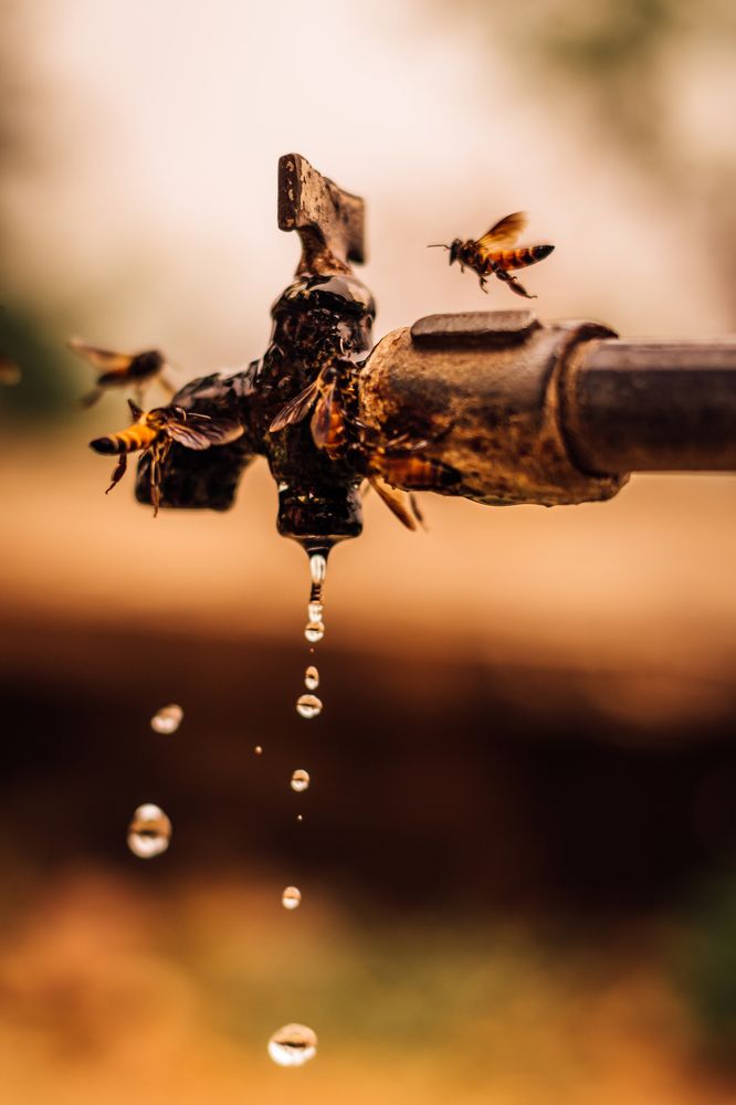 Фотография автора Arpit Dhore