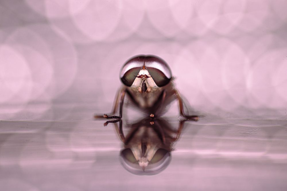 Photograph by Rohit Rajak