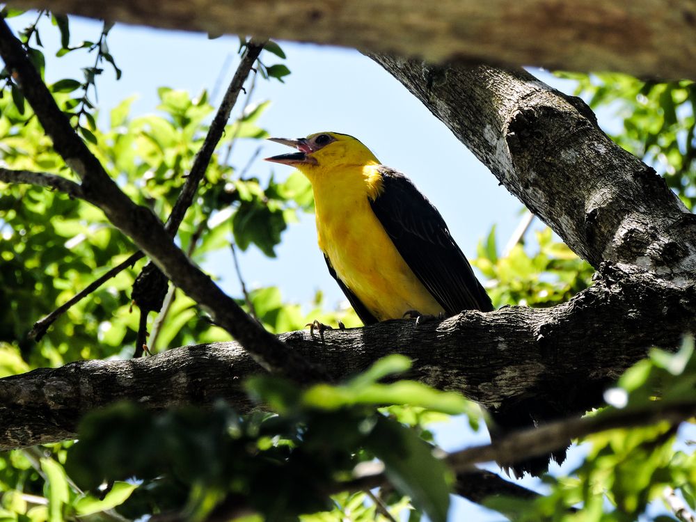 Passaro Papa-ficos (Oriolus Oriolus)