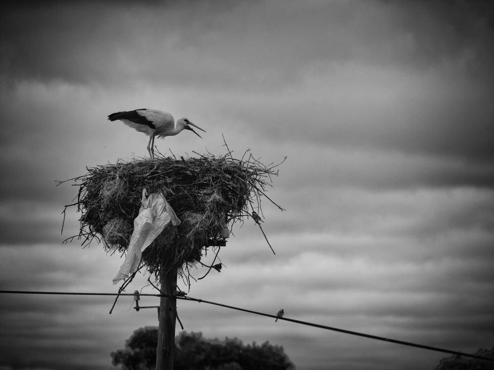 Photograph by Pedro Valcarcel Rubio