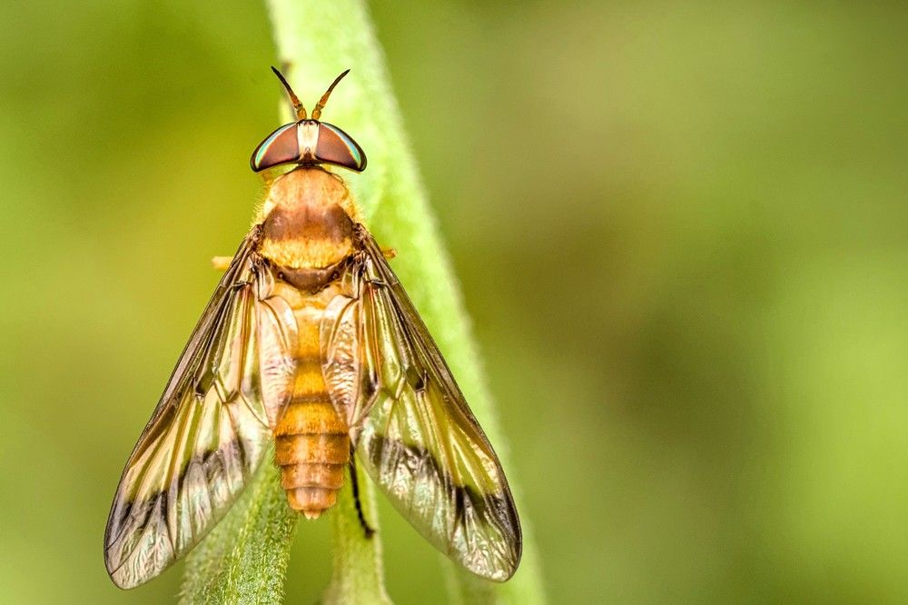 Photograph by Eduardo Bom