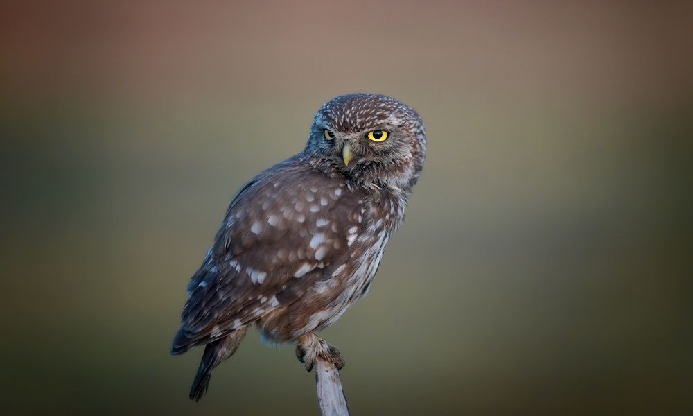 Photograph by Plekhanov Alexander