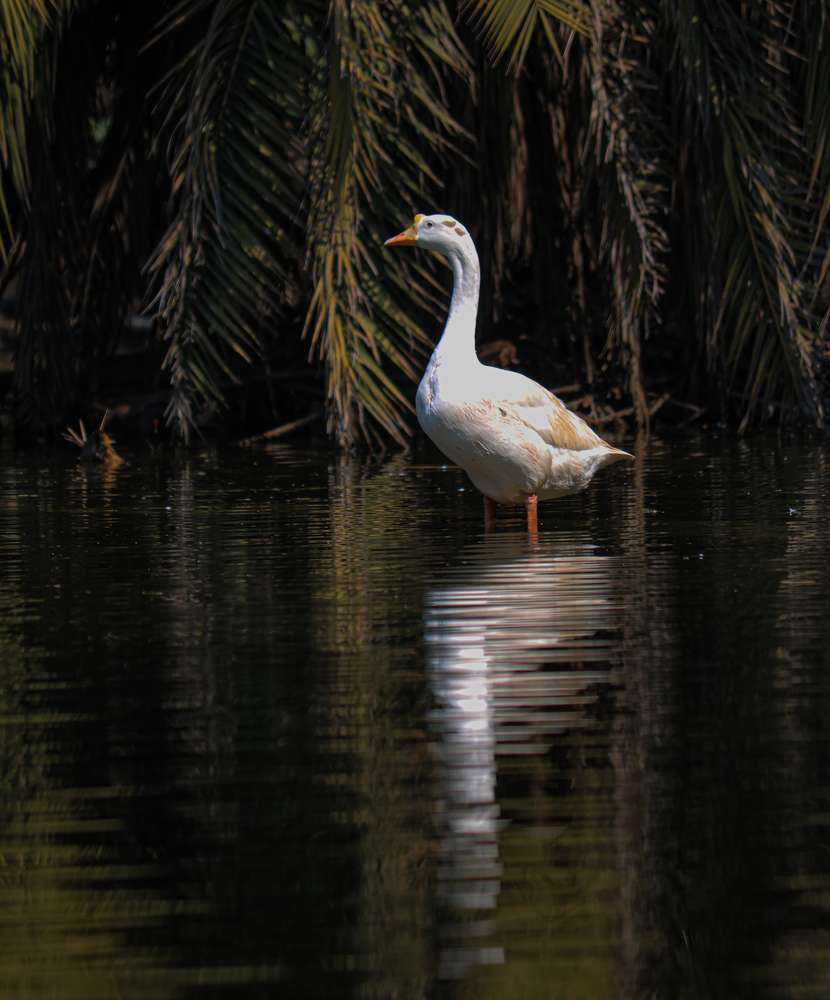 Photograph by Tapashya Pihwal