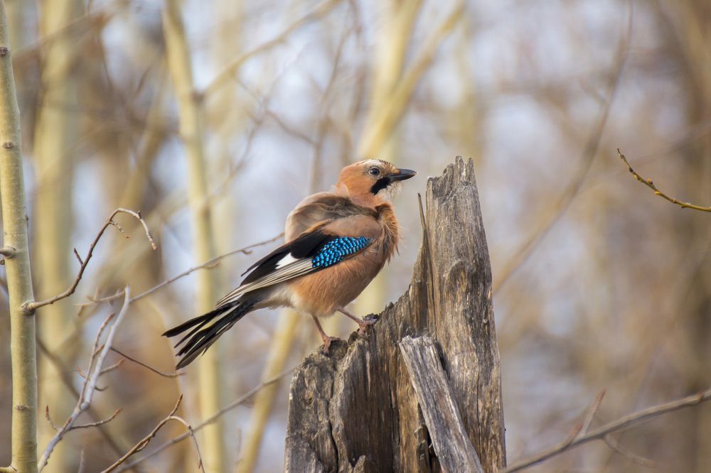 Photograph by Efremenko Nikita