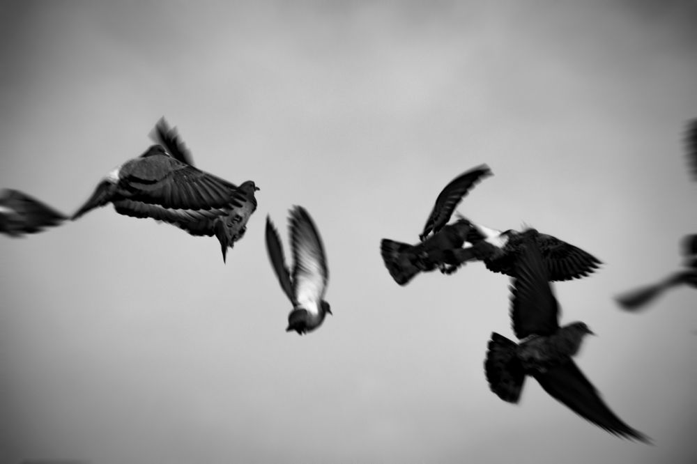 Photograph by Elliott Grieshofer