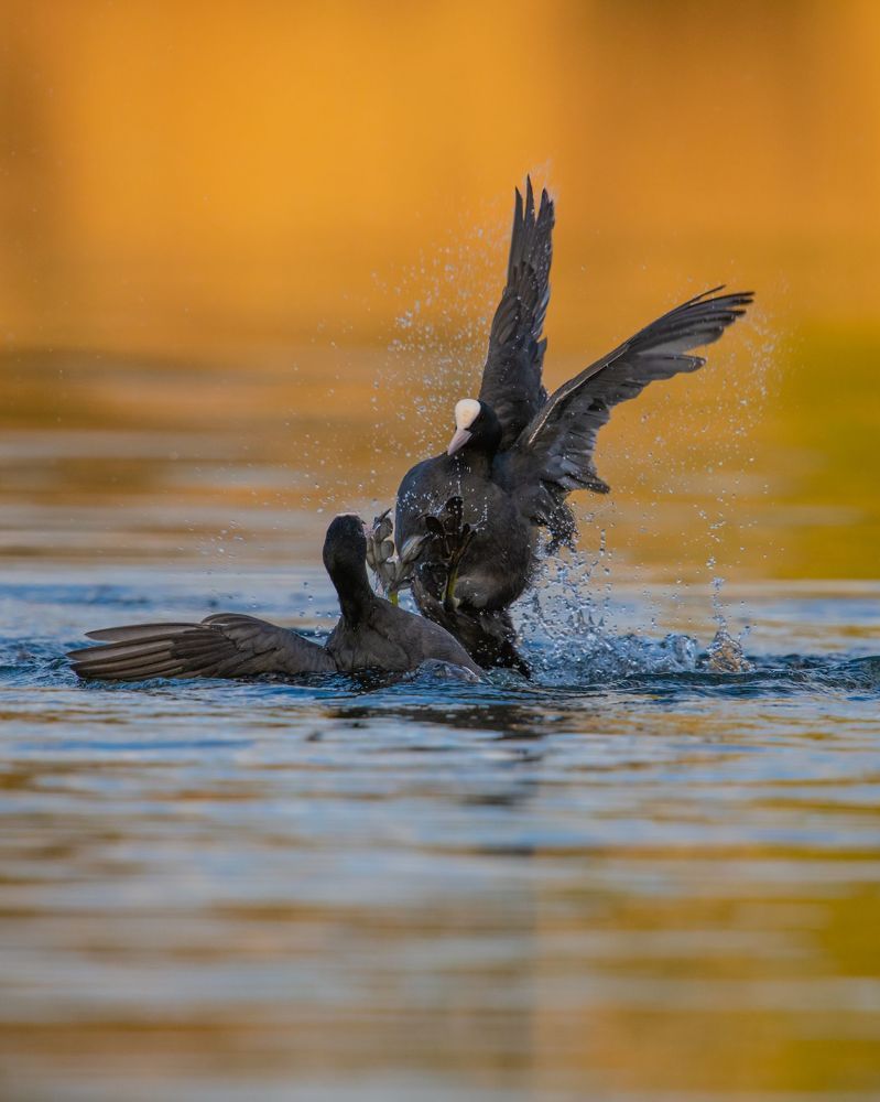 Photograph by prasanth muralidharan