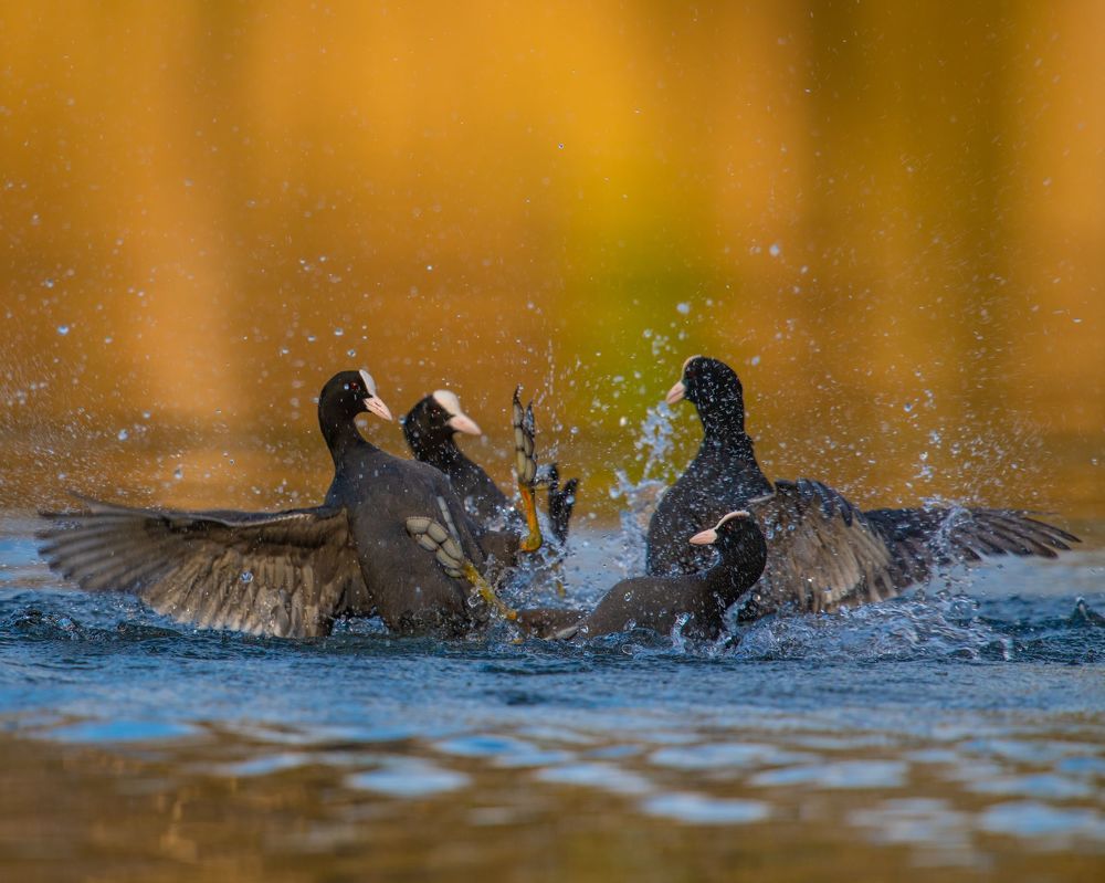 Photograph by prasanth muralidharan