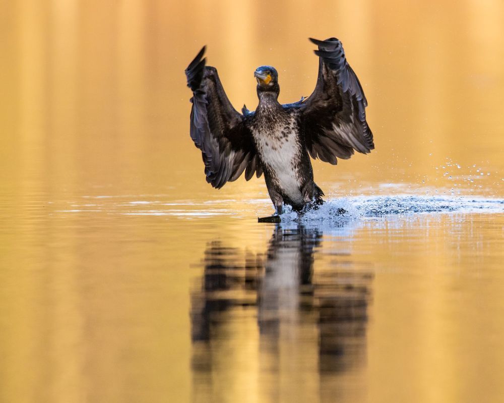 Photograph by prasanth muralidharan