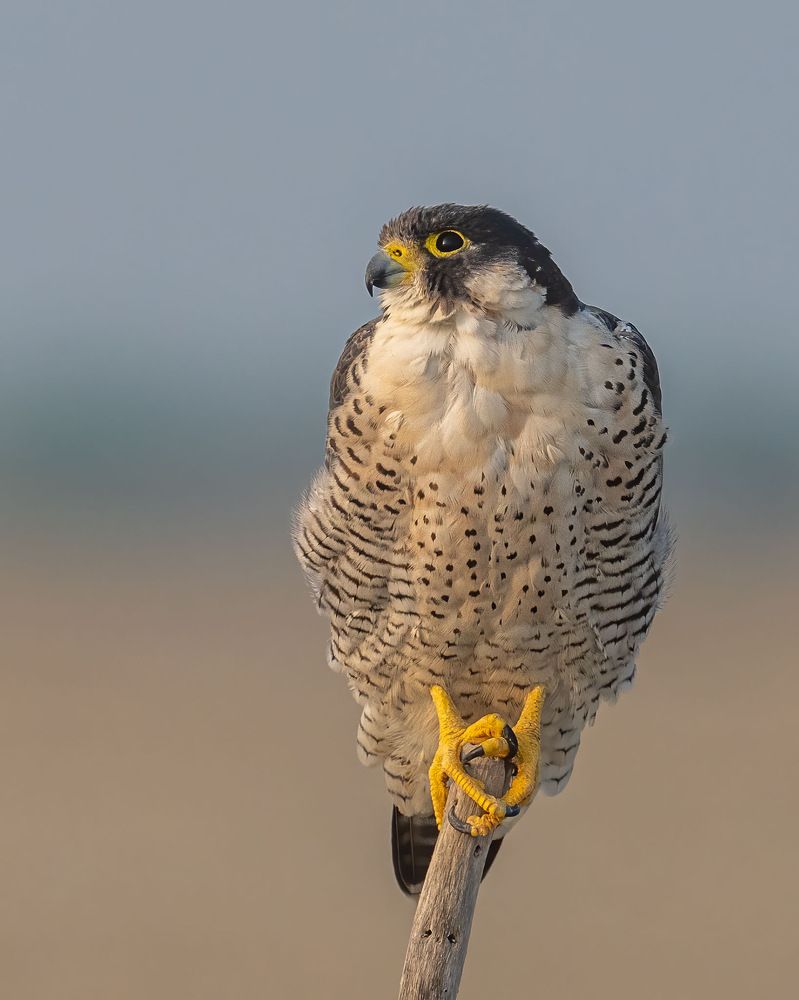 Photograph by Sushmeet Kathuria