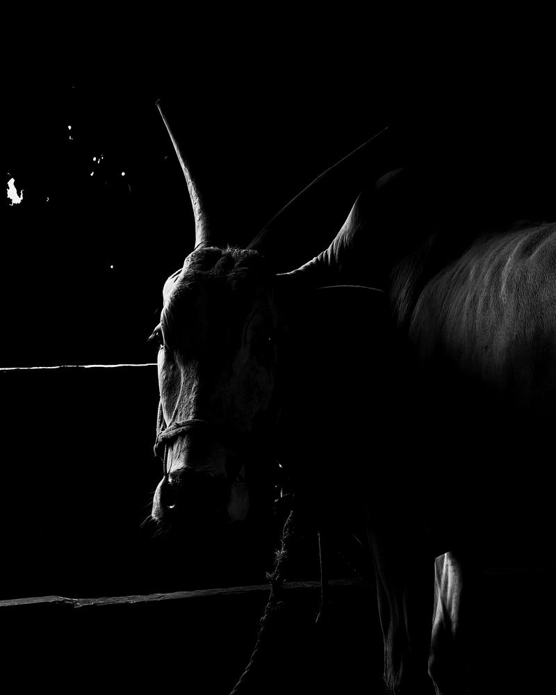 Photograph by sagar pavale