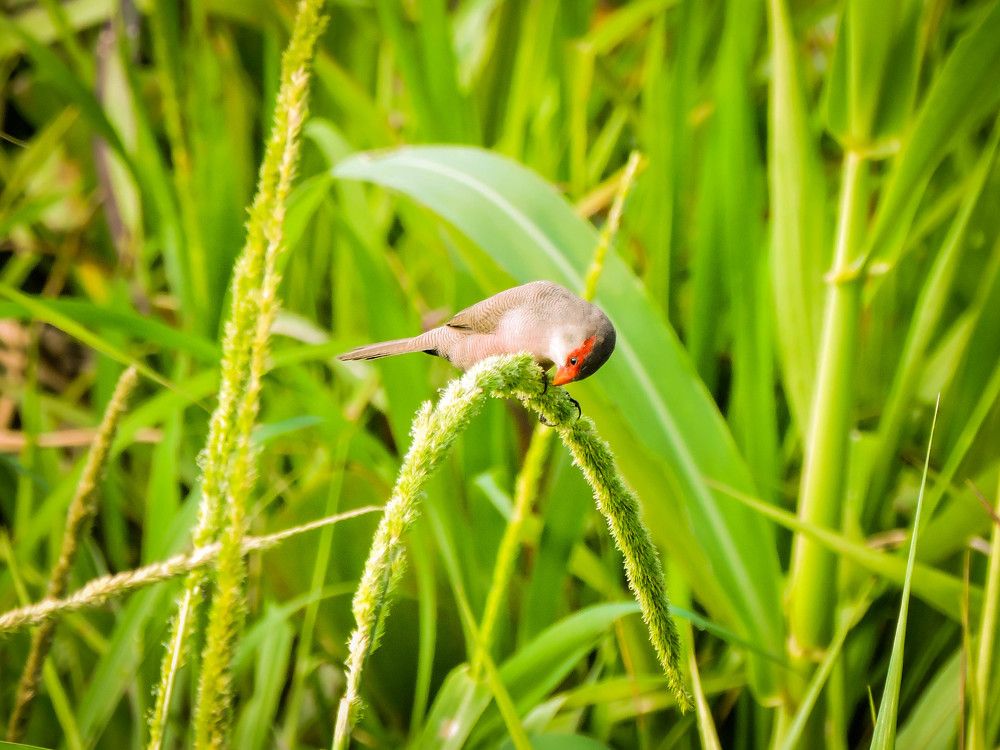Passaro se alimentando