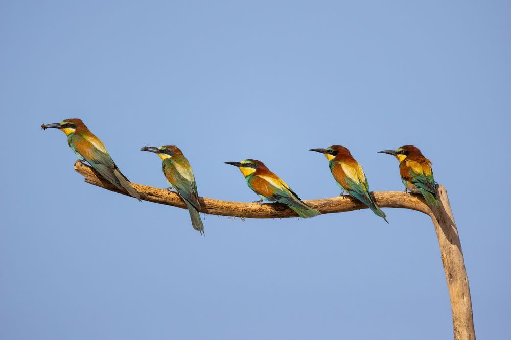 Photograph by Guy Wilson