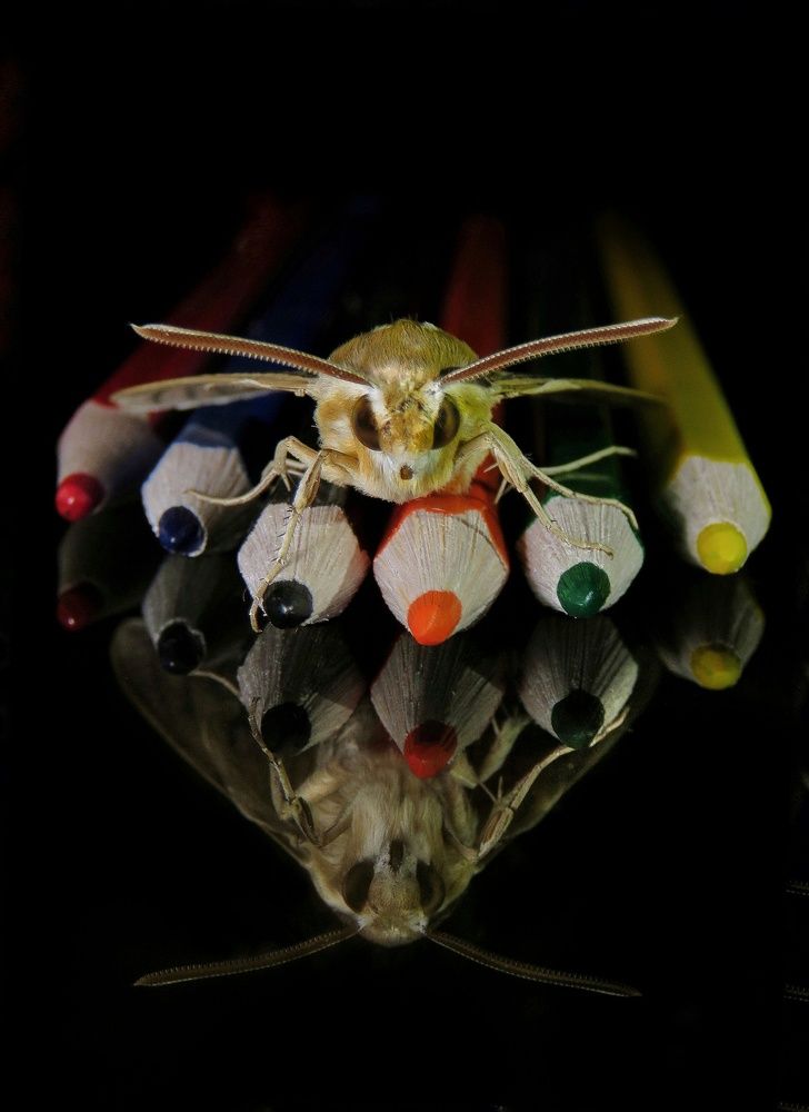 Photograph by Amin Ghaffarian