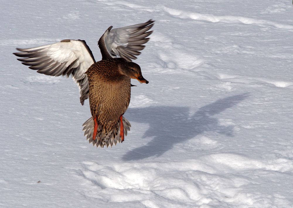 Photograph by Павел Кулинич