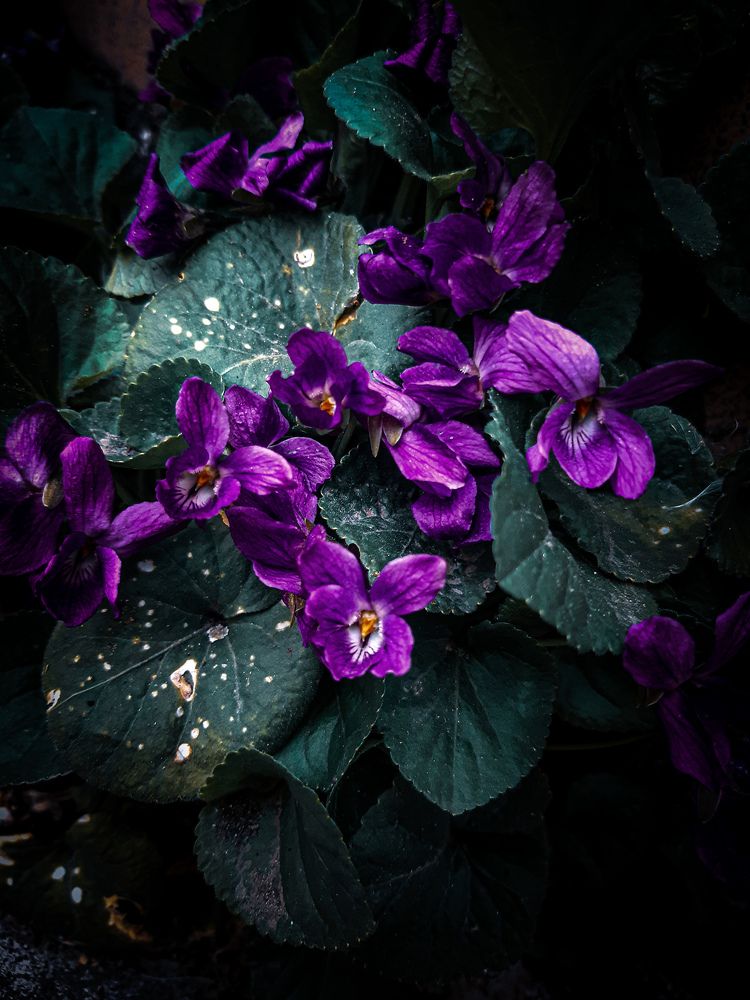 Photograph by Марина Шаповаленко