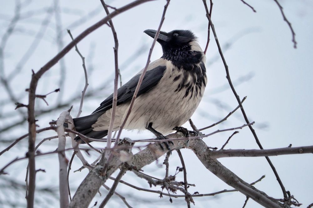 Photograph by Елена