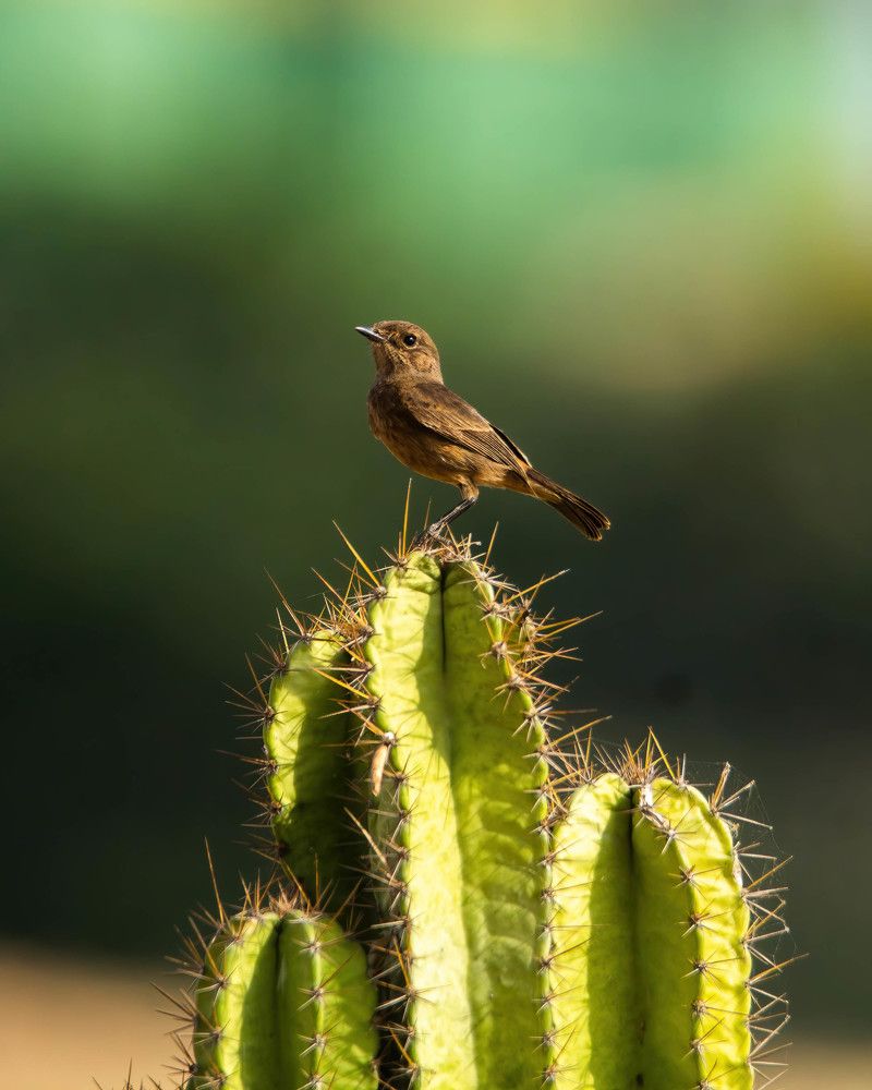 Photograph by Praveen kumar Dhandapani