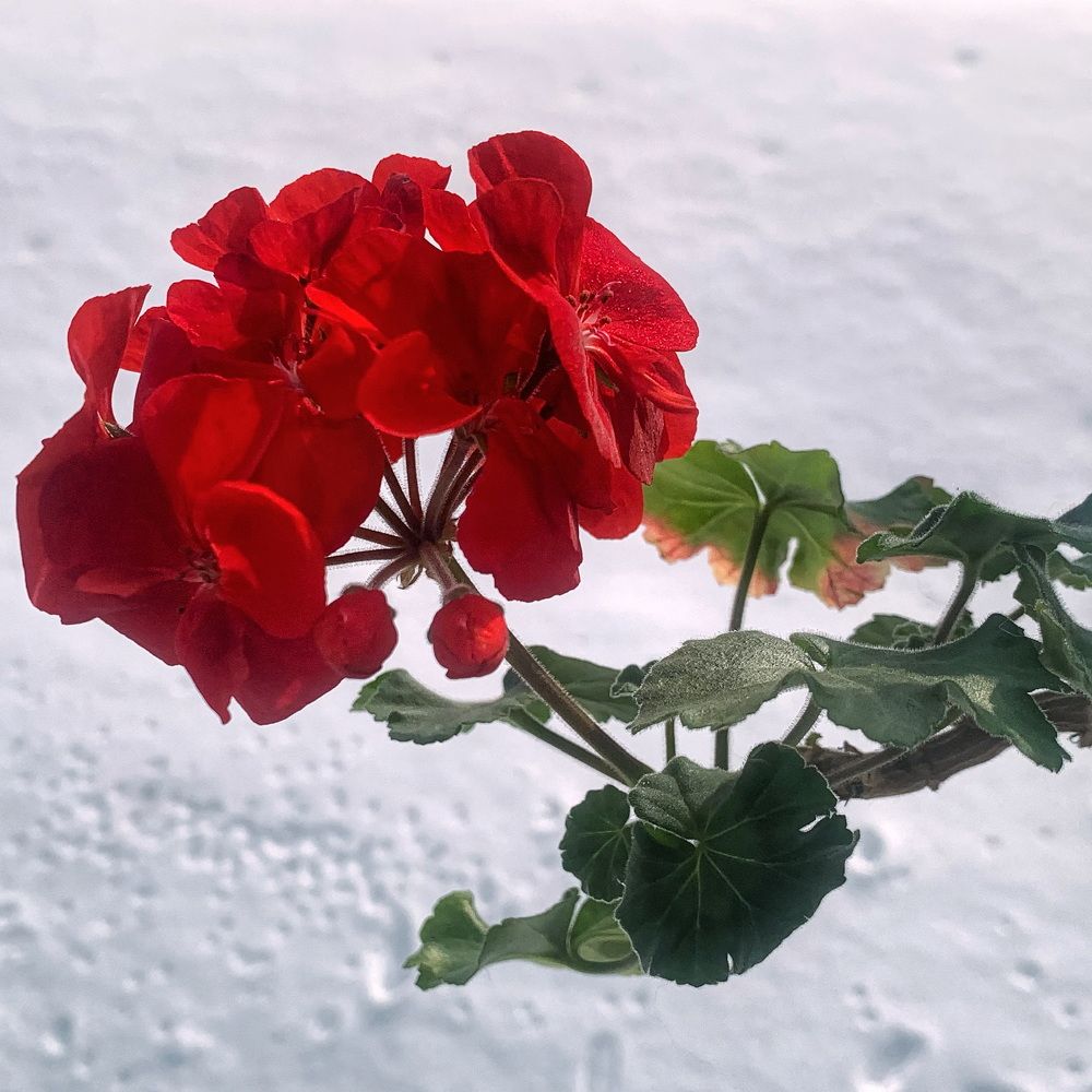 Photograph by Светлана Медведева