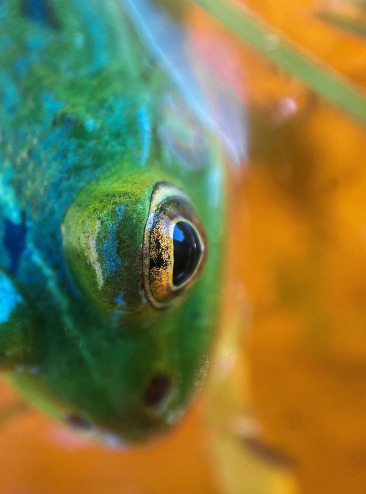 Фотография автора Анна Котлова