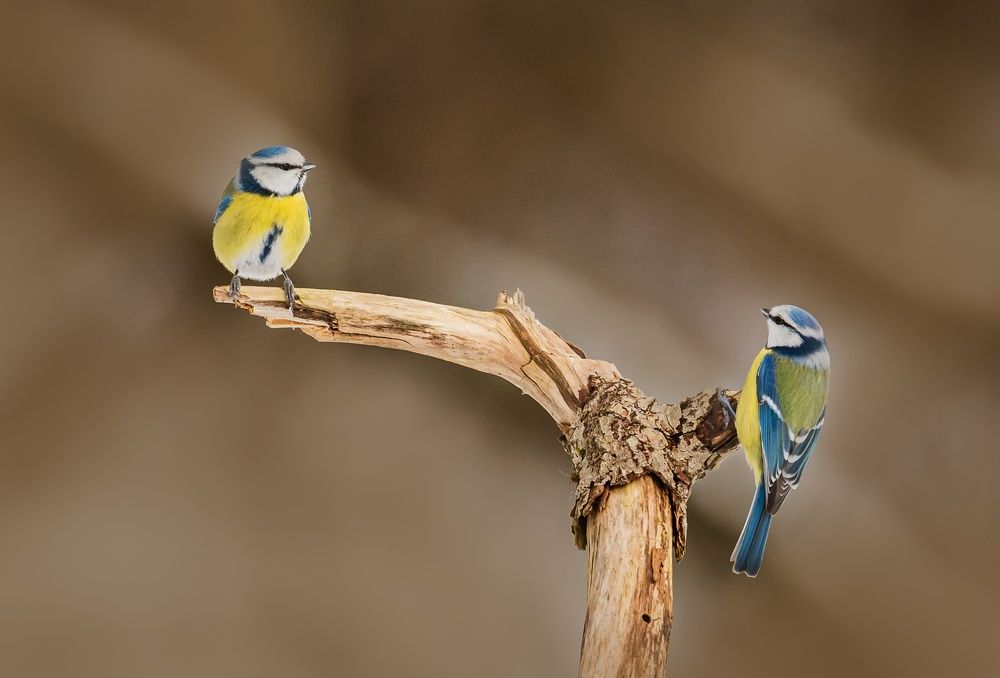 Photograph by Sergei Troitski