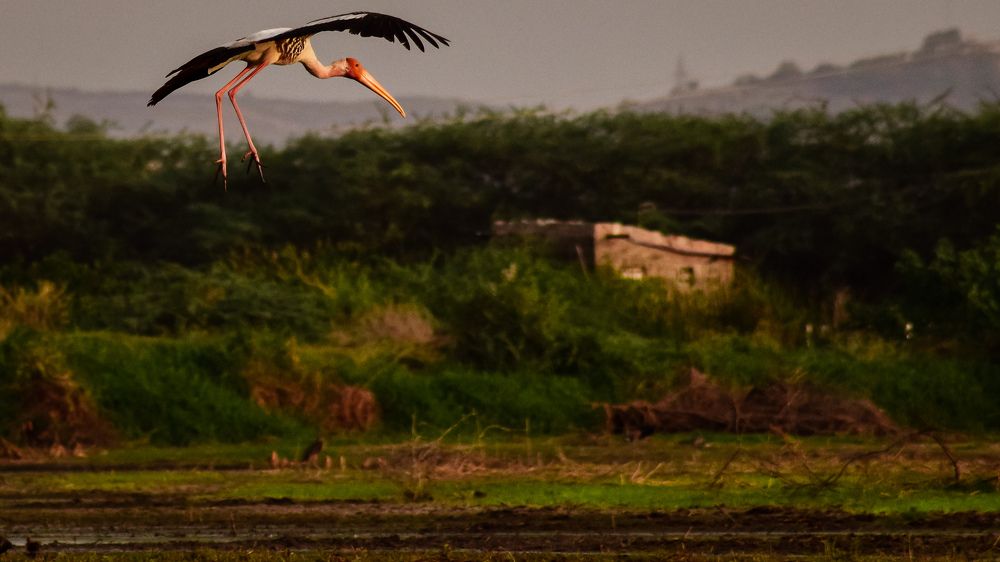 Photograph by Pushparaj Natarajan