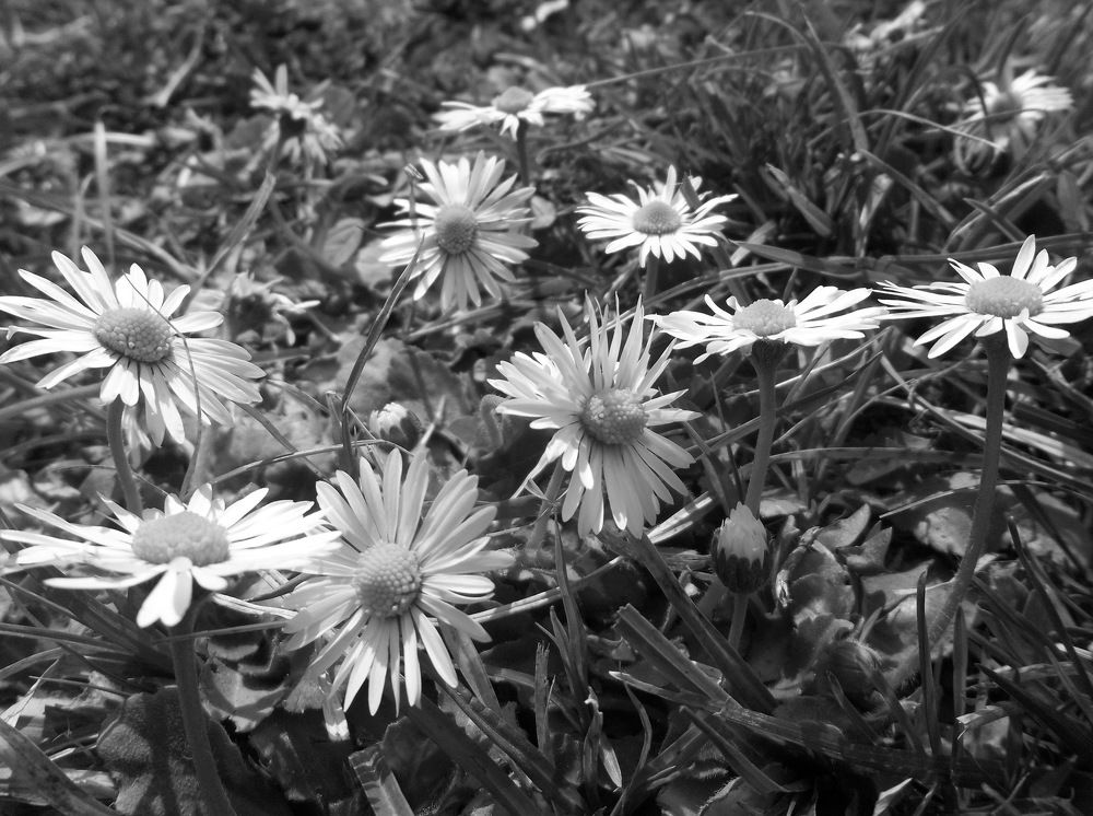 Photograph by Георги Колев