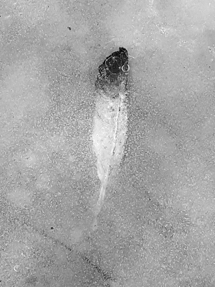 Photograph by Евгения Ульянова