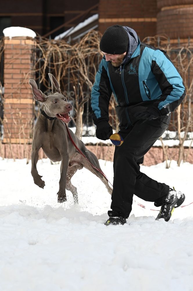 Команда: уши вверх!