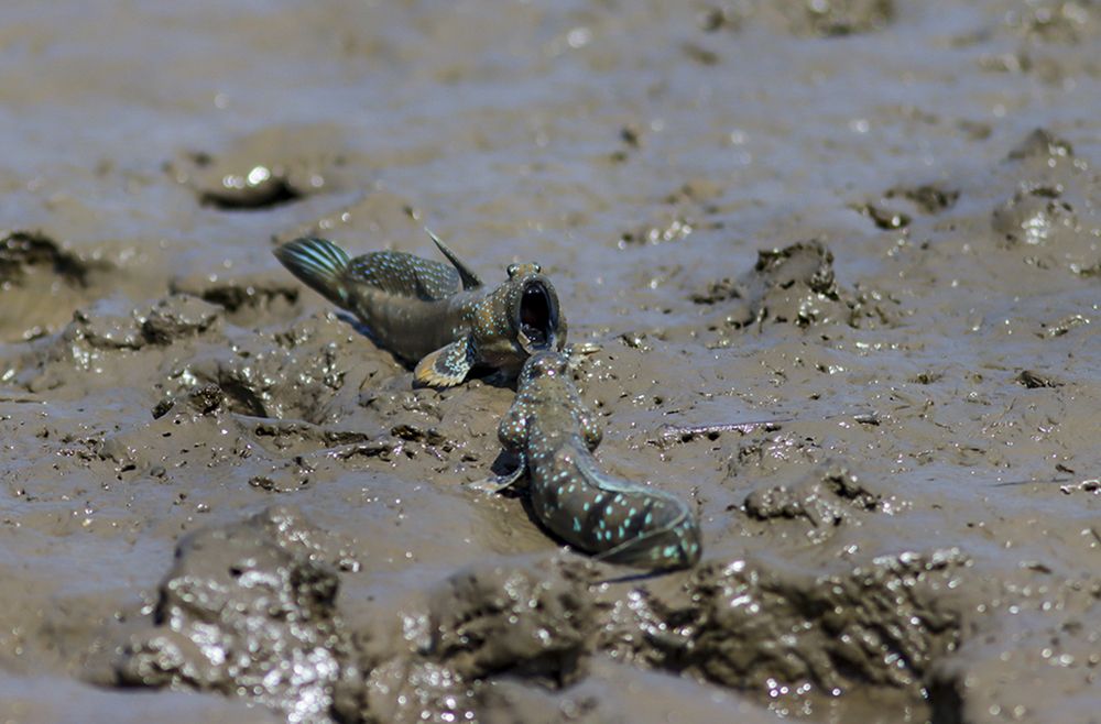 Photograph by Sandeep Pangerkar