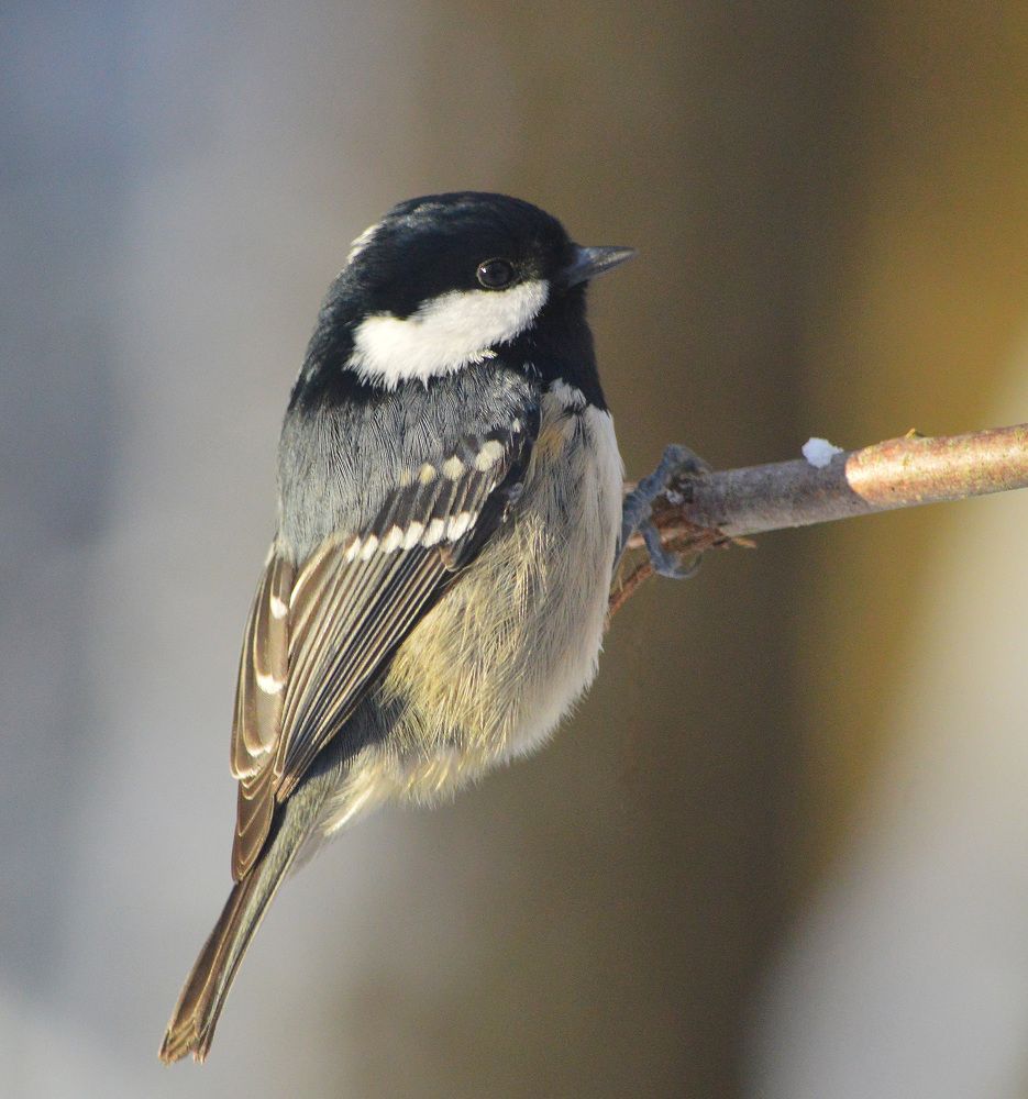 Мягкая посадка.