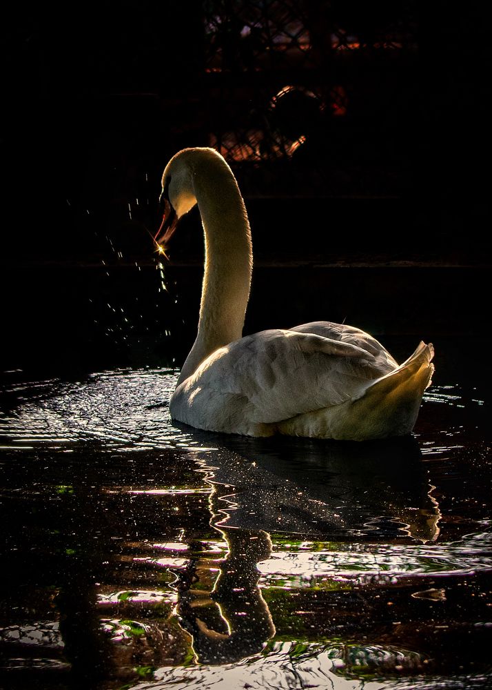 Swan