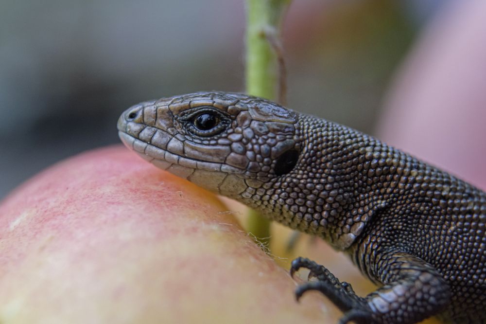 Photograph by Николай Анатольевич